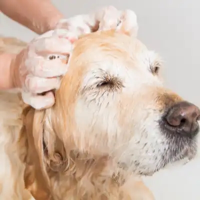 Pelspleje til hund